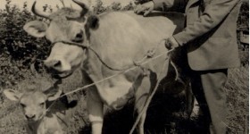 Rickard 'Dick' Ayres with his prize cow