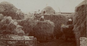 Building ricks and threshing