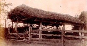 Picture of a thatched open barn, near Uffculme, Devon. Undated.